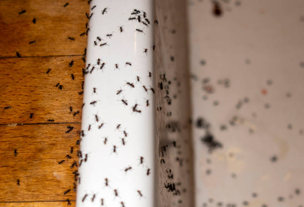 Best Wasp Removal Services  in Lakeland, NY